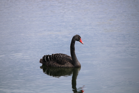 Zwarte zwaan