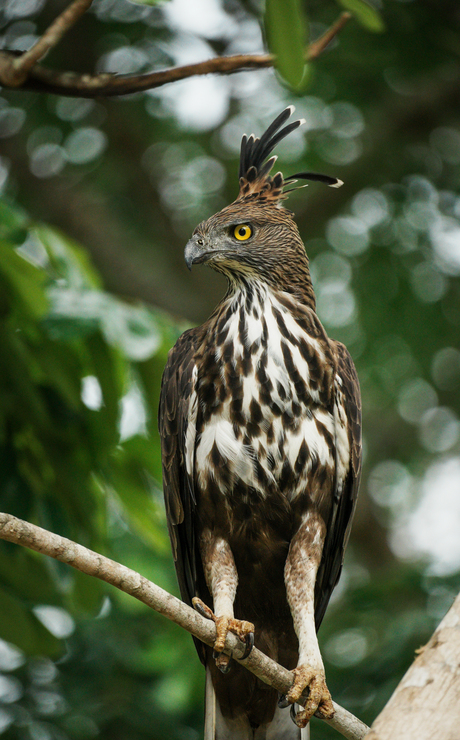 Kuifarend - Spizaetus ornatus