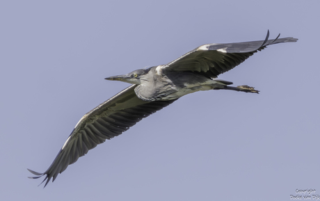 Blauwe reiger