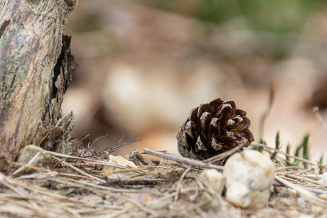 de dennenappel valt niet ver van de boom