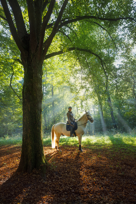 Ruiter in het bos