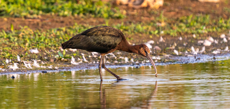 Zwarte Ibis