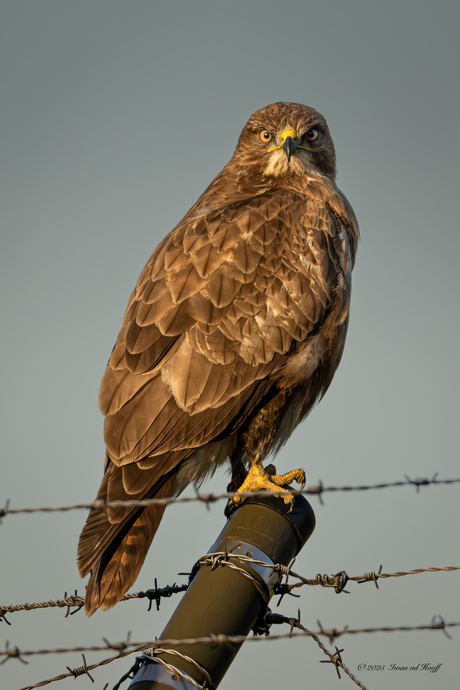 Buizerd 