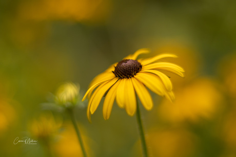 Rudbeckia