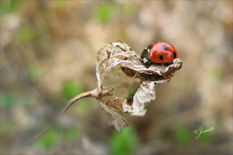 Boem is ho...........