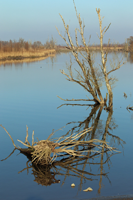 Brabantse Biesbosch