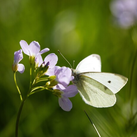 te gast op pinksterbloem