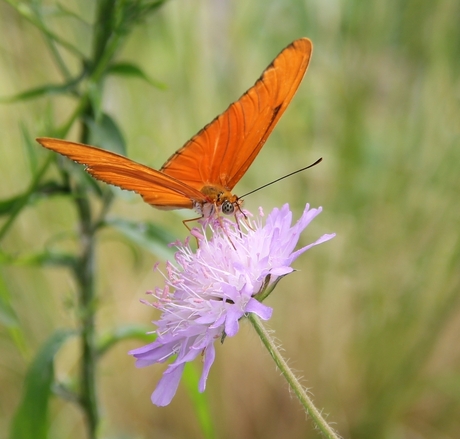 Oranje passiebloemvlinder