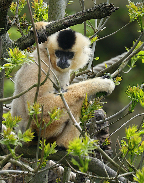 Goudwanggibbon