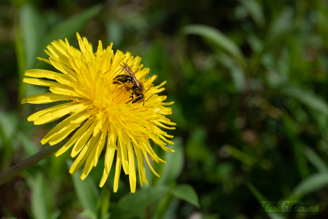 Paardebloem 
