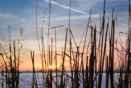 Silhouette van het riet.