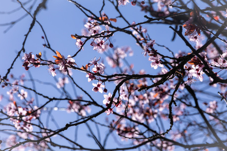 De prunus in bloei