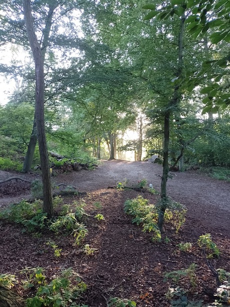 Wandeling in het bos