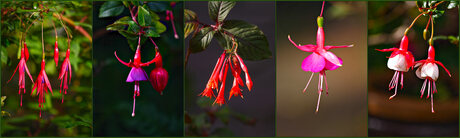 Fuchsia's