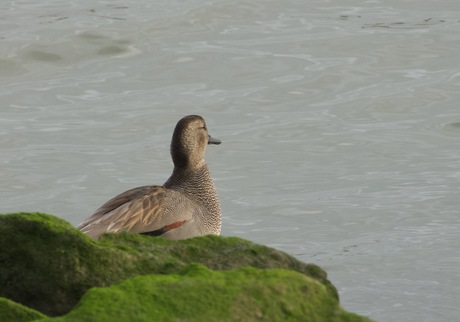 Wintertaling (vrouw)