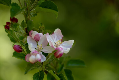 Lente in het Amsterdamse Bos