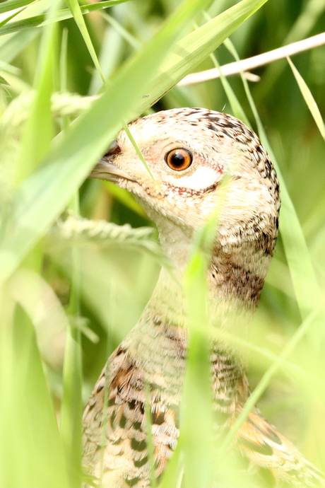 jonge fazant gespot in het hoge gras
