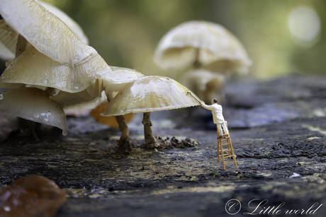 Onderhoud in het bos moet ook gebeuren