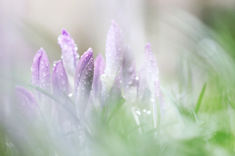 Bloemen in de regen