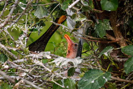 baby's lepelaars in Arboretum-Heempark Delft .