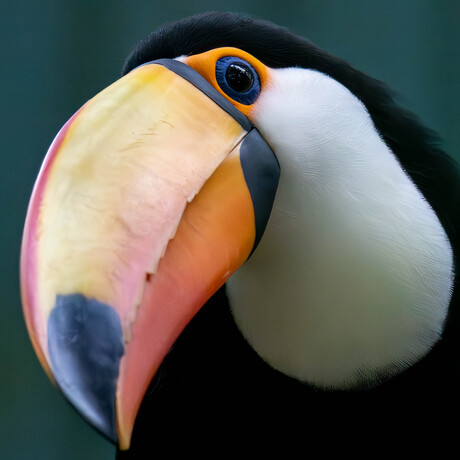 ie kiek (t) oe (k) an 