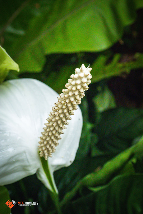 Flamingoplant Wit (Lakanthurium)