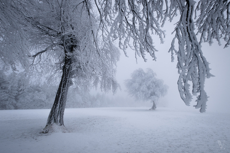 Advent in het Zwarte Woud - Genomen op een koude maar magische ochtend in het Zwarte Woud in Zuid Duitsland. - foto door vincentcroce op 07-12-2022 - locatie: Zwarte Woud, Duitsland - deze foto bevat: duitsland, fujifilm, winter, sneeuw, december, bomen, mist, rijp, koud, wit, bos, fujifilm, x-t3, xf10-24mmf4 r ois, iso 200, diafragma ƒ/11, sluitertijd 1/200s, brandpuntafstand 11mm, atmosfeer, sneeuw, plant, natuurlijk landschap, takje, hout, lucht, boom, kofferbak, mist