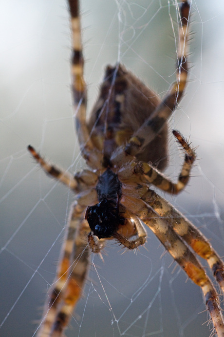 Kruisspin met prooi