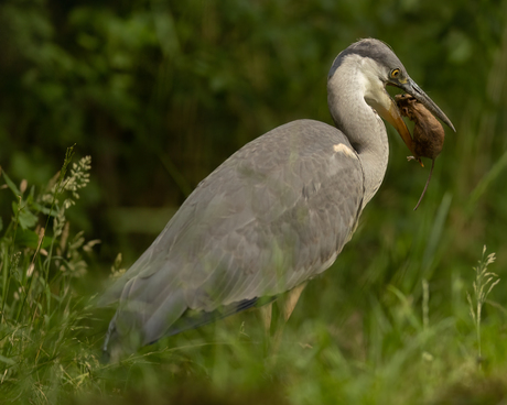 Reiger met bosmuis