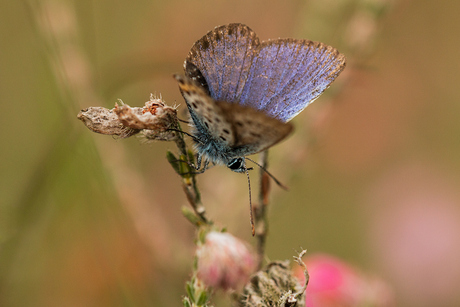 Heideblauwtje ♂