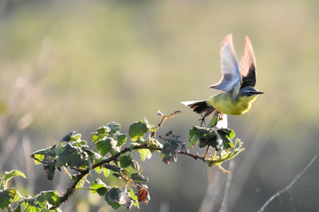 Opvliegende kwikstaart