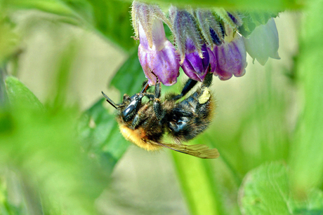 Akkerhommel