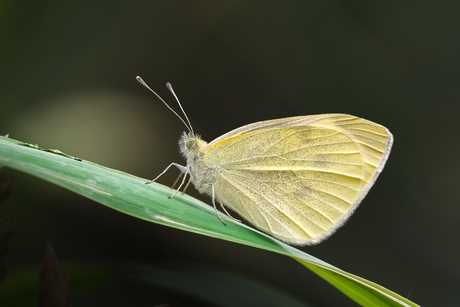 Witje