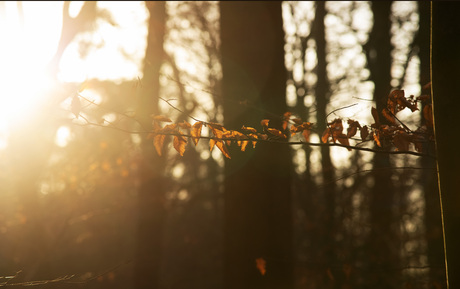 herfstzonnetje