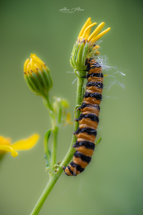 Zebra-rups