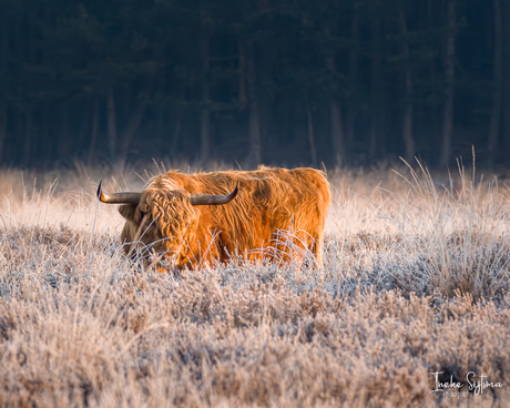 Schotse Hooglander tussen het bevroren gras