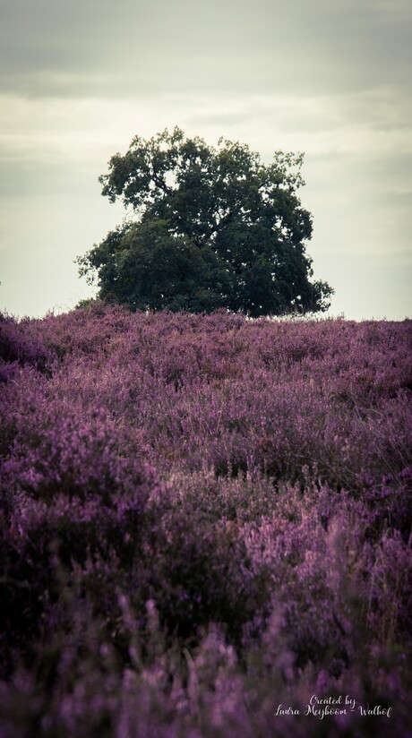 Heide met een Boom