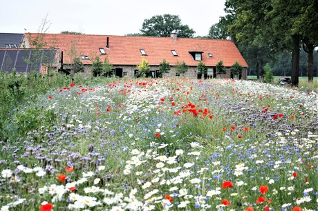 fleur en kleur