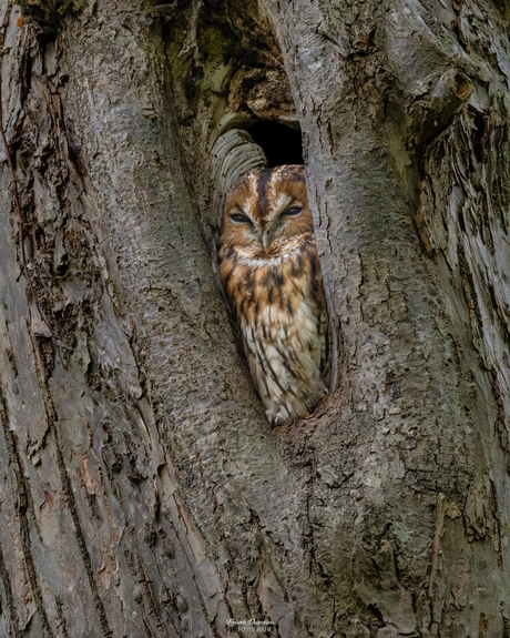 De dag doorslapen: Bosuil in de boomholte.