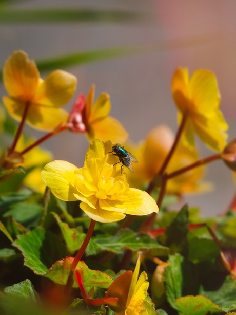 Begonia 
