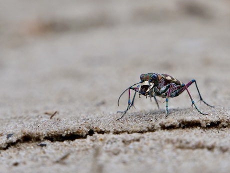 macro Basterdzandloopkever