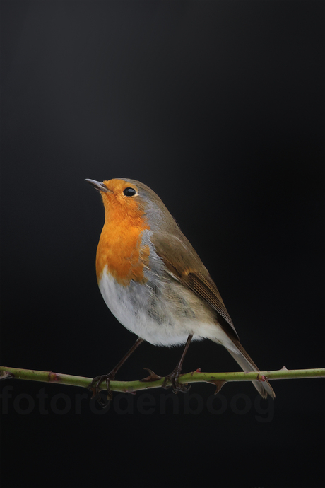 Roodborst in de 'achtertuinstudio'