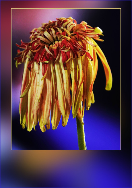 mijn lievelingsbloem...........................