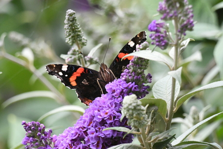 Vlinders in de tuin