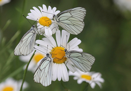 Groot geaderde witjes