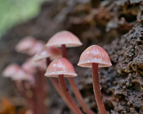 Grote bloedsteelmycena.