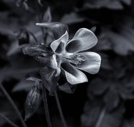 des fleurs noir