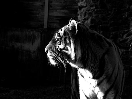 Tijger in het zwart-wit