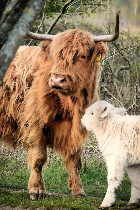 Schotse hooglanders