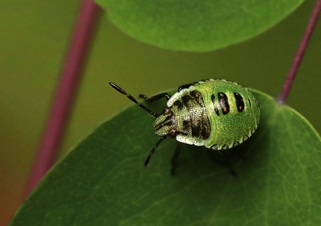 Nimf groene stinkwants